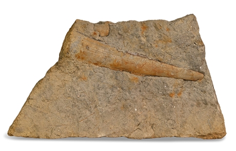 Fossilized Mastodon or Stegomastodon Tusk