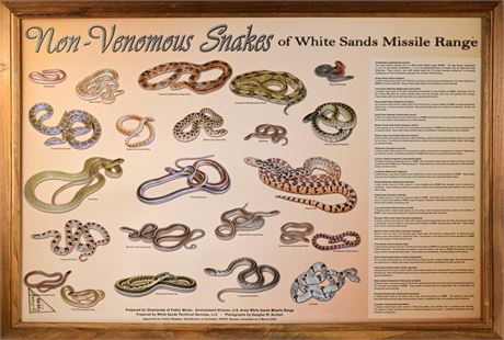 Non-Venomous Snakes of White Sands