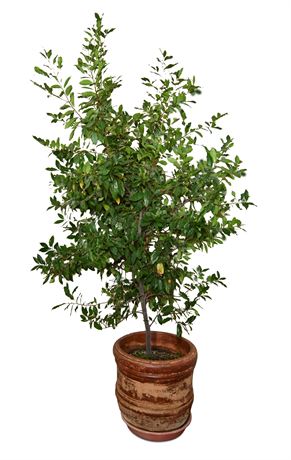 Live Potted Tree