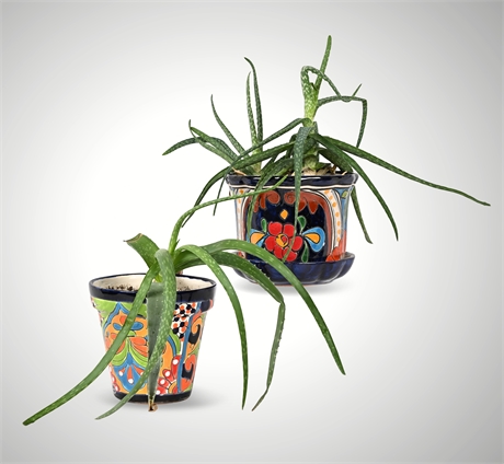 Rescue Me! Pair of Talavera Planters with Aloe Vera