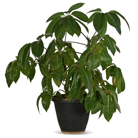 Live Potted Schefflera Plant