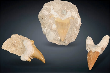 Fossilized Shark Teeth