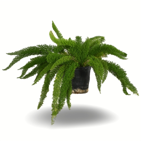 26" Live Foxtail Fern in Lightweight Plastic Planter