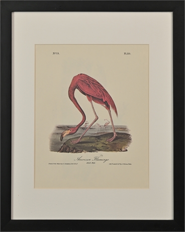 Audubon Flamingo Lithograph