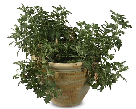 Live Potted Artemisia Plant