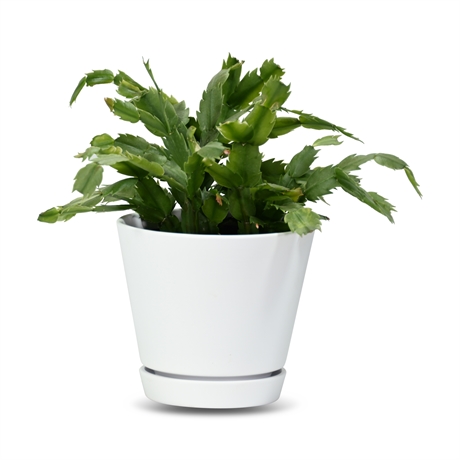 Live Potted Christmas Cactus