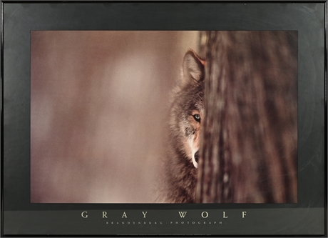 Framed Wolf Poster