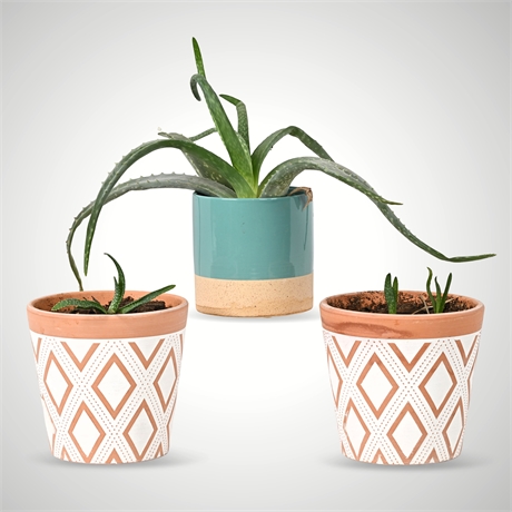 Rescue Me! Trio of Aloe Vera in Decorative Planters