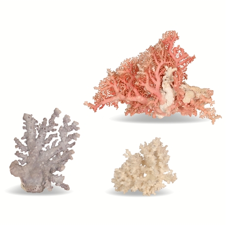 Collectible Coral