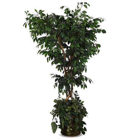 7' Faux Ficus