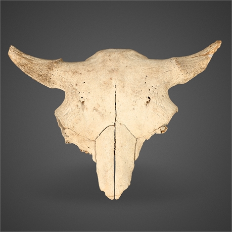 Authentic Bison Skull — Rustic Wall Mount, 24” Wide