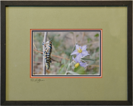 "Grasshopper" by Ron Saltzman