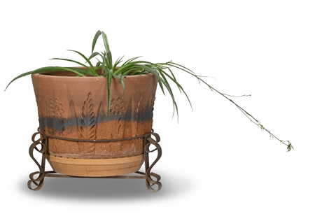 Live Potted Spider Plant