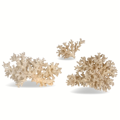 Vintage Birdsnest Coral Specimen