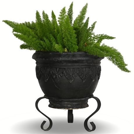 31" Live Foxtail Fern in Elegant Cast Resin Planter with Forged Iron Stand