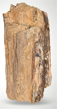 Large Petrified Wood Fossil Specimen Natural Display 30 lbs