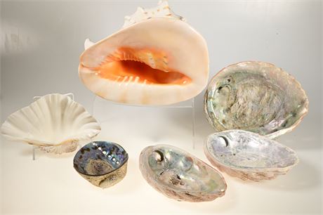 We Sell Sea Shells, Part 1