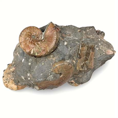 Fox Hills Ammonite Concretion - Multiple Species