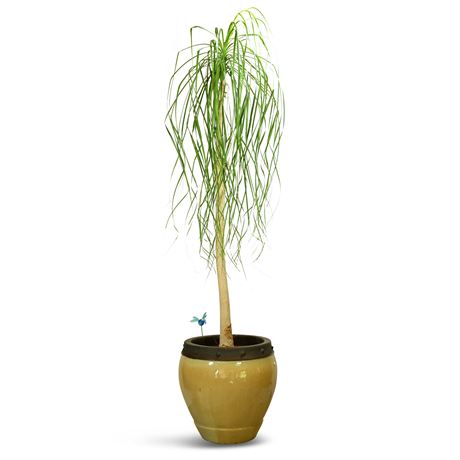 Live Potted Ponytail Palm