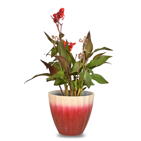 Live Potter Red Canna Lily