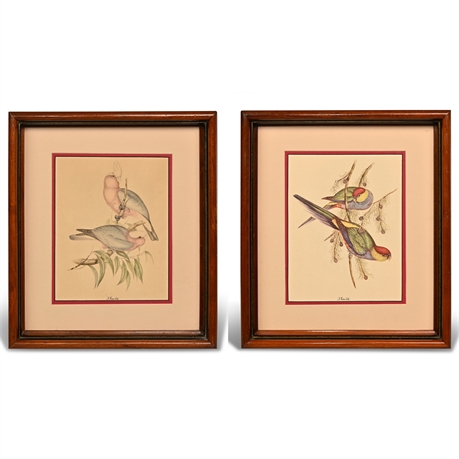 J. Gould Pair Hand Colored Etchings