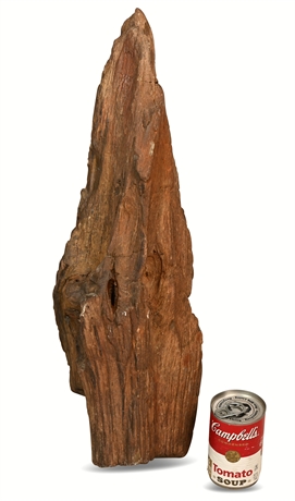 22" 25 lb Petrified Wood Specimen