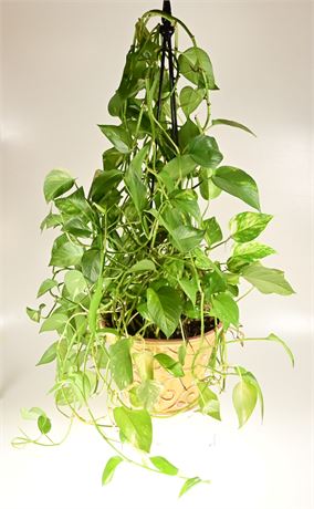 Devil's Ivy Plant