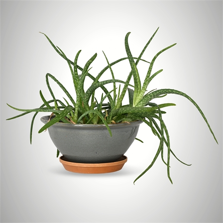 Rescue Me! Aloe Vera Succulent in Gray Glazed Bowl Planter – 18" Wide
