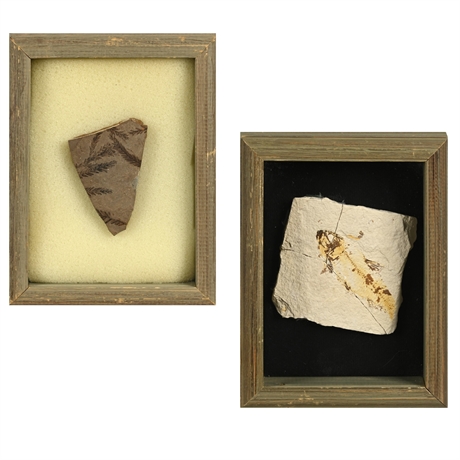 Pair of Fossils in Shadow Boxes – Pecopteris & Fish