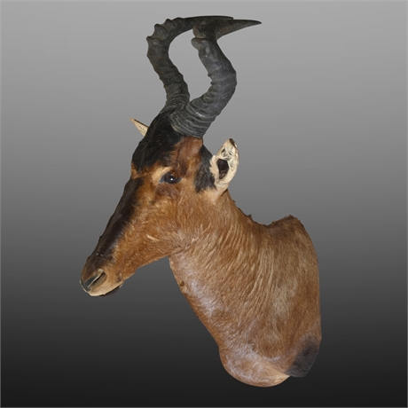 Taxidermied Red Hartebeest
