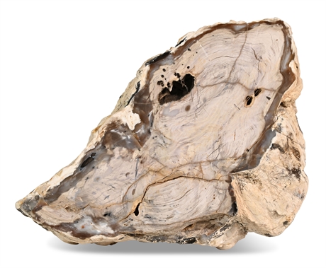 Petrified Wood Specimen