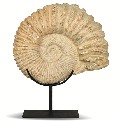 90lb Ammonite Fossil