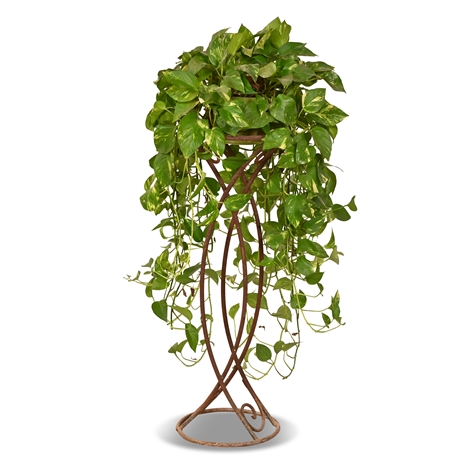 Live Variegated Devil's Ivy Plant with Stand
