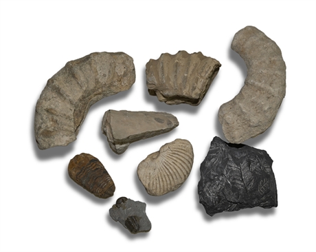 Collection of 60 Plus Fossils