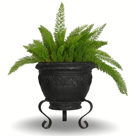 31" Live Foxtail Fern in Cast Resin Planter with Forged Iron Stand