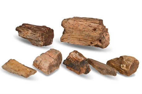 7 Pieces Petrified Wood