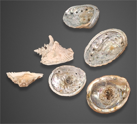 Abalone, Conch & Giant Clam Shell Collection — Six Specimens