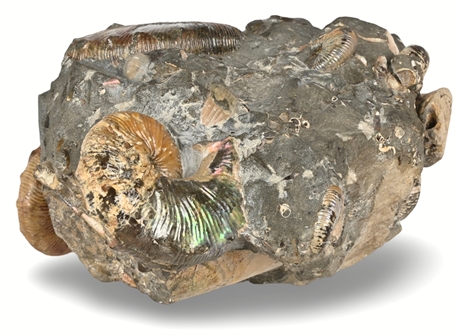 Fox Hills Ammonite Concretion – Multiple Species Fossil Cluster, Cretaceous Peri