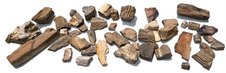 Petrified Wood Collection