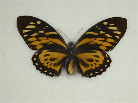 Papilio Zagreus Butterfly
