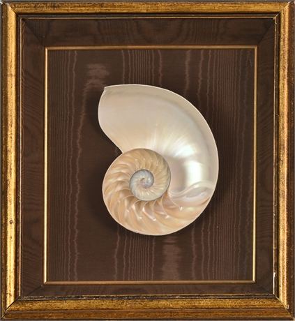 Framed Nautilus Shell