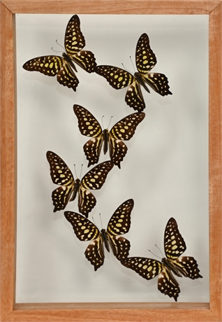 Framed Graphium Agememnon Butterflies