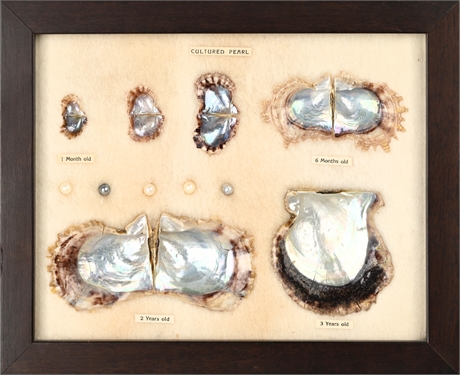Framed Cultured Pearl Growth Display — Japan, 1 Month to 3 Years