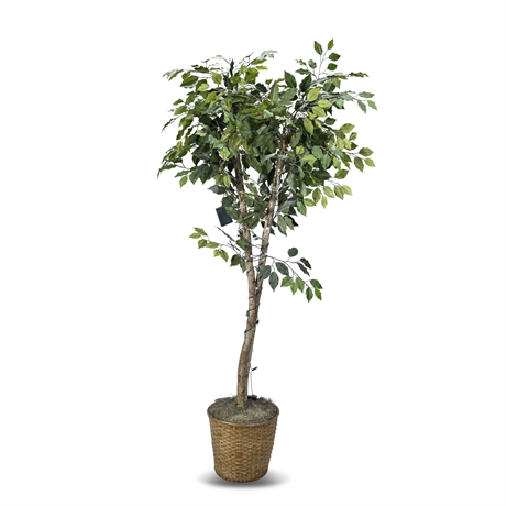 Faux Ficus
