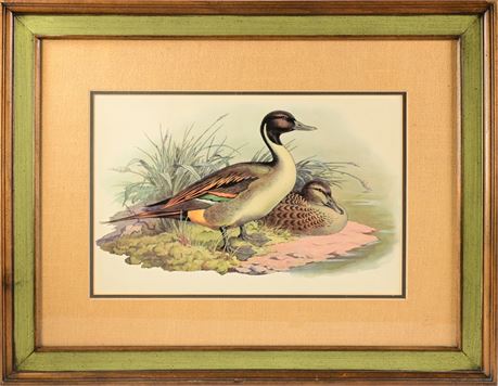 Gould Water Fowl Print