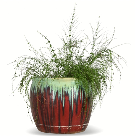 Live Potted 'Firecracker' Plant