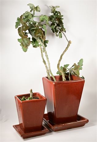 Two Potted Kalanchoe Succulent Plants