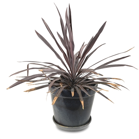 Live Potted Cordyline Red Star Plant
