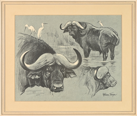 Timym 'Cape Buffalo' Print