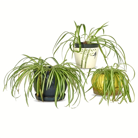 Live Potted Chlorophytum Duo Set